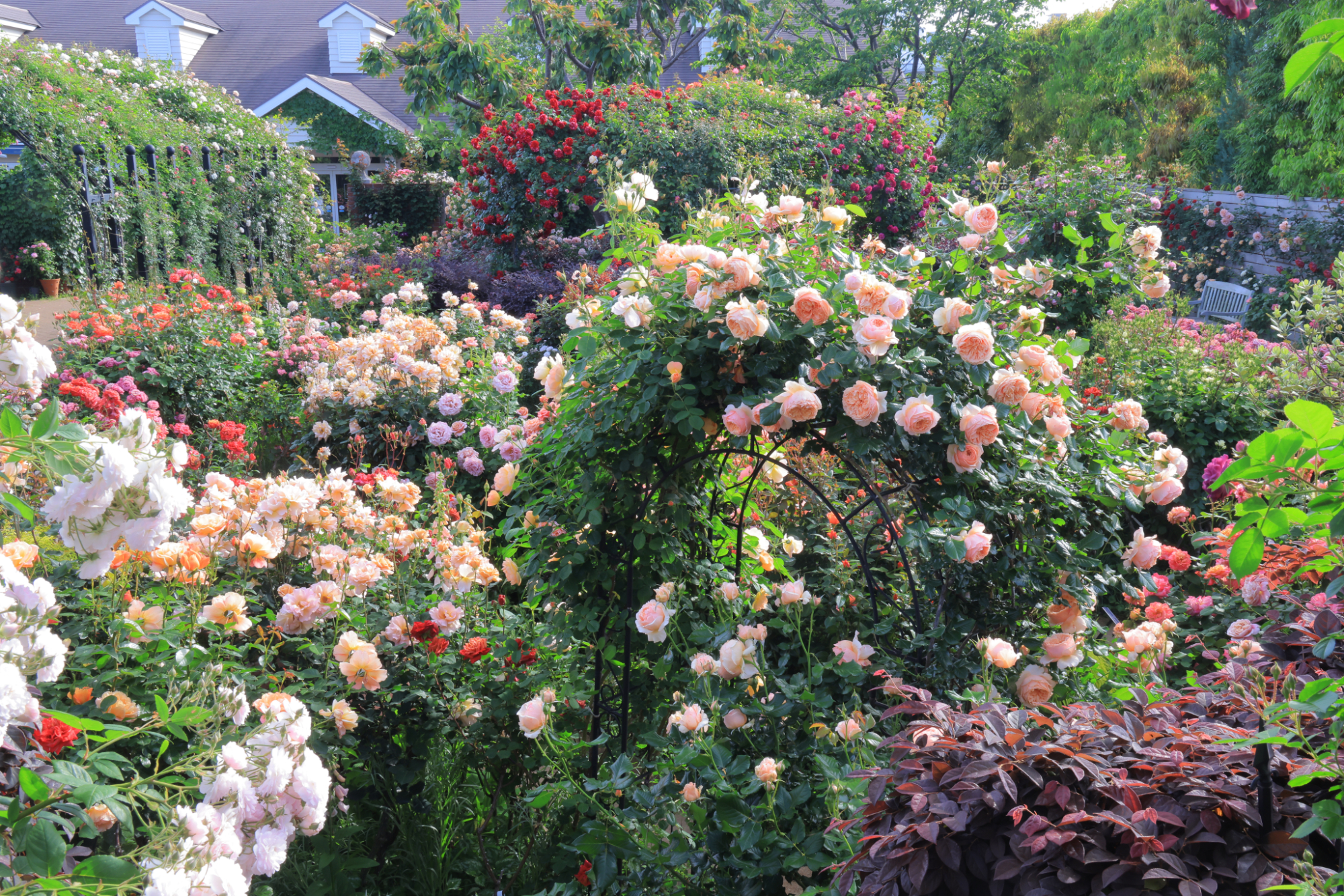 Rose & Grass Garden
