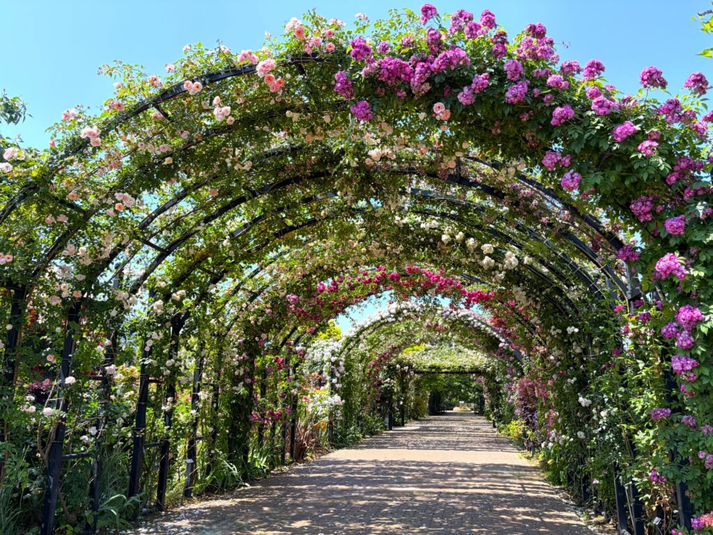 園内の開花状況（5/18時点） – 横浜イングリッシュガーデン公式サイト